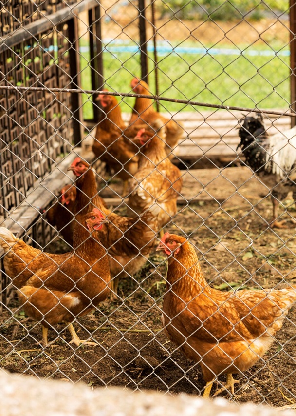 Optimizing Your Space: The Ideal Chicken Coop for 5 Chickens