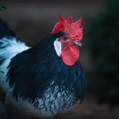 Blue Wyandotte Chickens: Majestic Birds of Unique Beauty