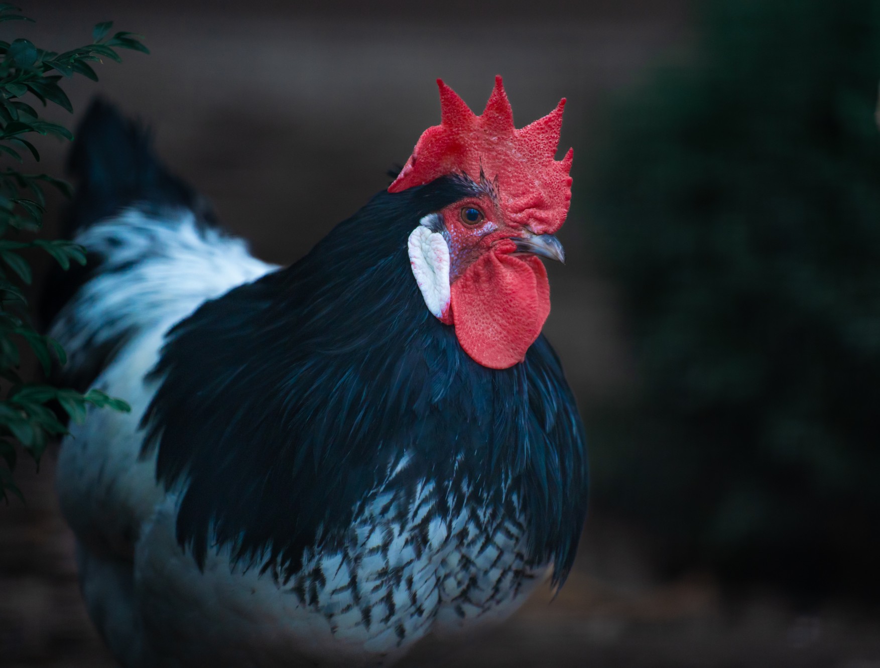 Blue Wyandotte Chickens: Majestic Birds of Unique Beauty