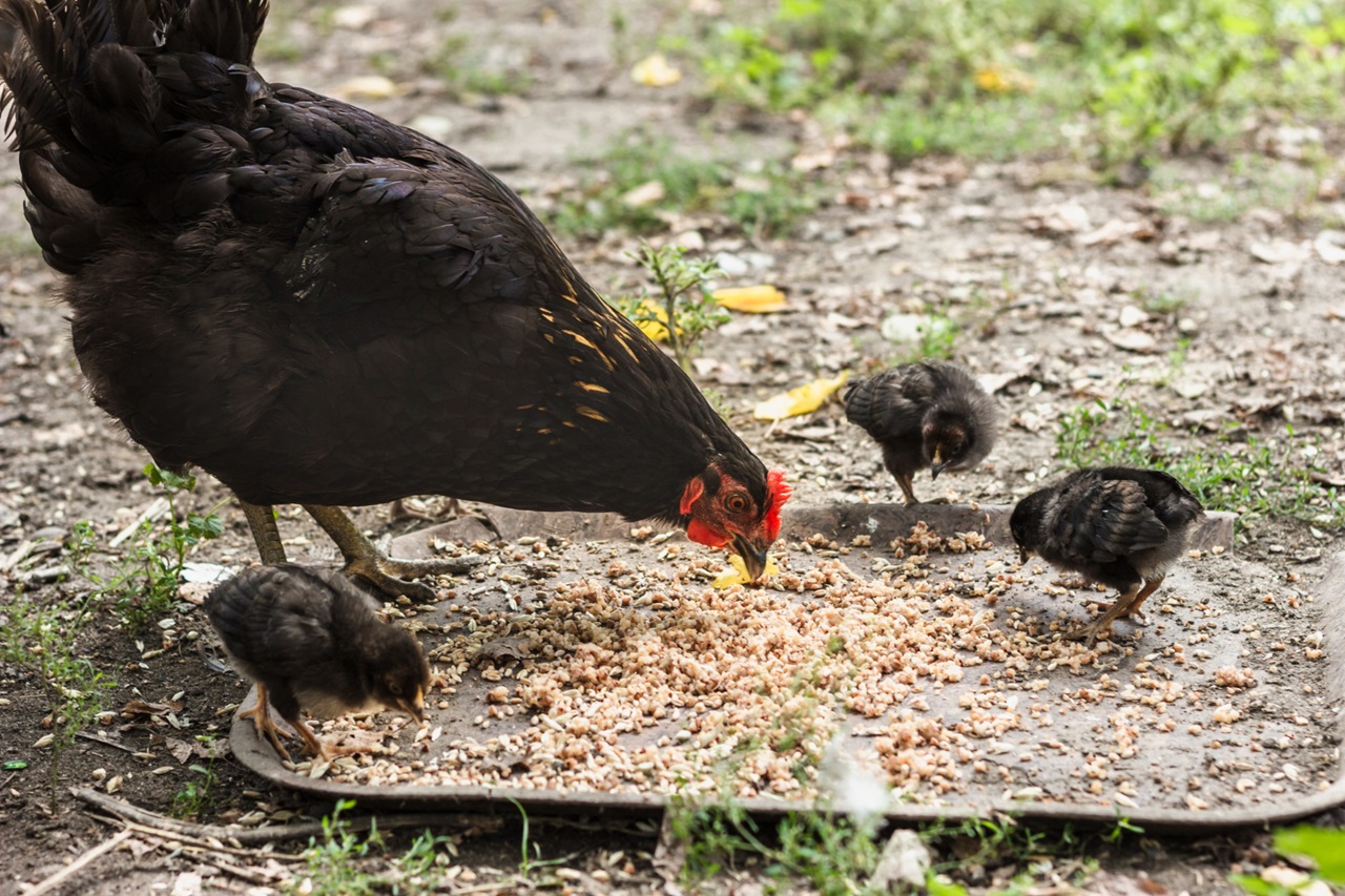 Can Chickens Eat Mac and Cheese? Expert Insights and Recommendations