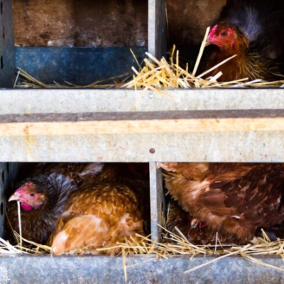 Chicken Coop Windows: Enhancing Comfort and Functionality