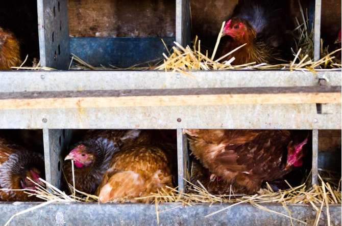 Chicken Coop Windows: Enhancing Comfort and Functionality