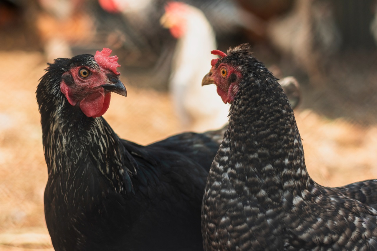 Unraveling the Wonders of the Black Ameraucana Chicken