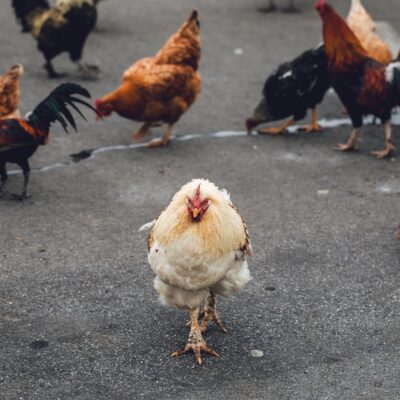 Color Pack Chickens: A Vibrant Addition to Your Flock