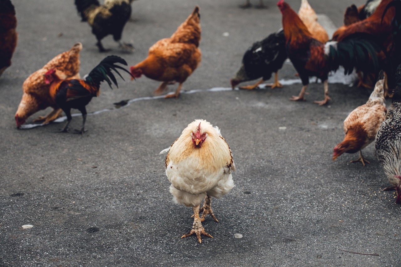 Color Pack Chickens: A Vibrant Addition to Your Flock