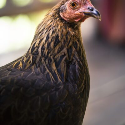 Blue Star Chickens: Your Guide to Raising and Caring for These Unique Birds