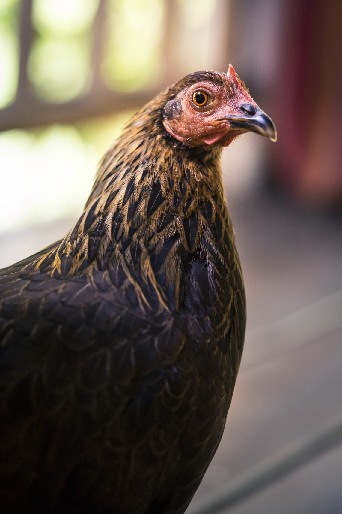 Blue Star Chickens: Your Guide to Raising and Caring for These Unique Birds