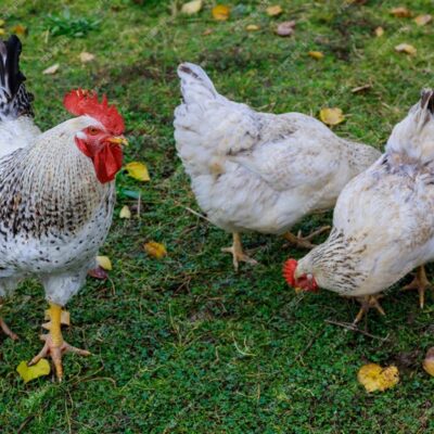 American Bresse Chickens for Sale: Exploring Rare Poultry Possibilities