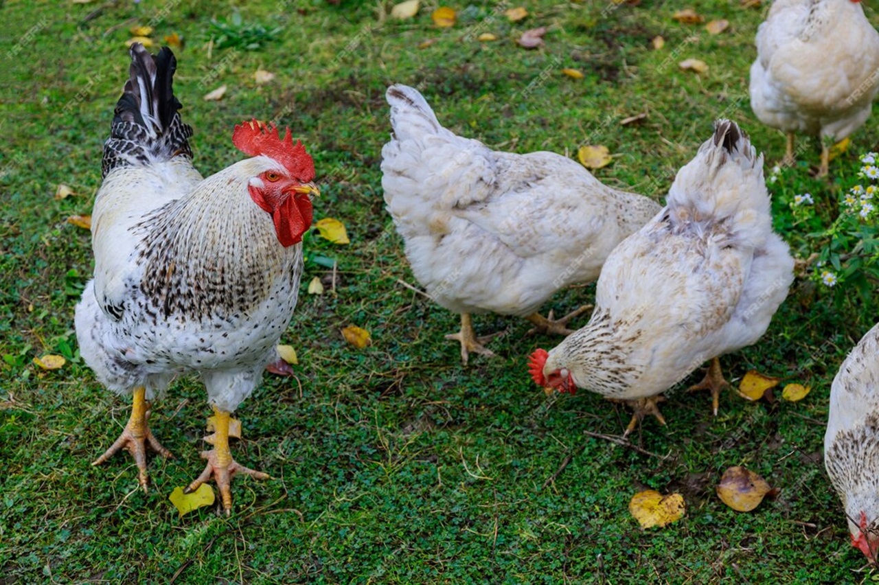 American Bresse Chickens for Sale: Exploring Rare Poultry Possibilities